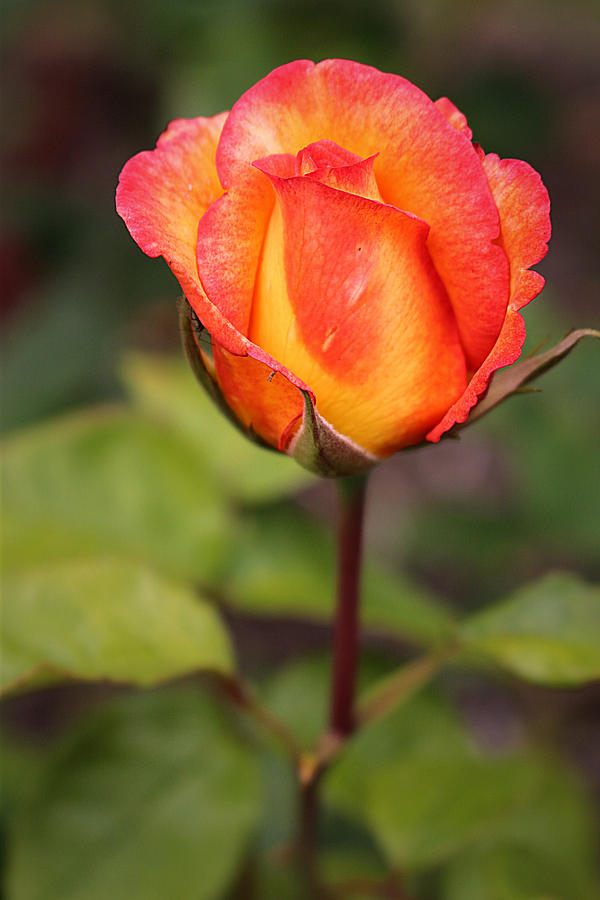 Red and Yellow Rose Bud Photograph by Vicky Adams