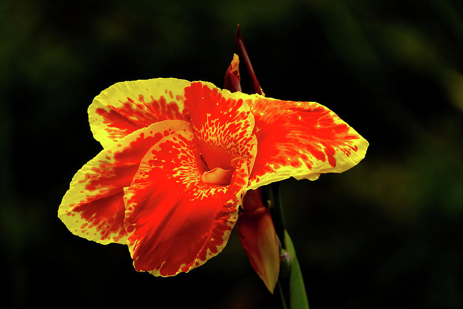 Red and yellow single flower by Vincent Billotto Red and yellow single flower by Vincent Billotto