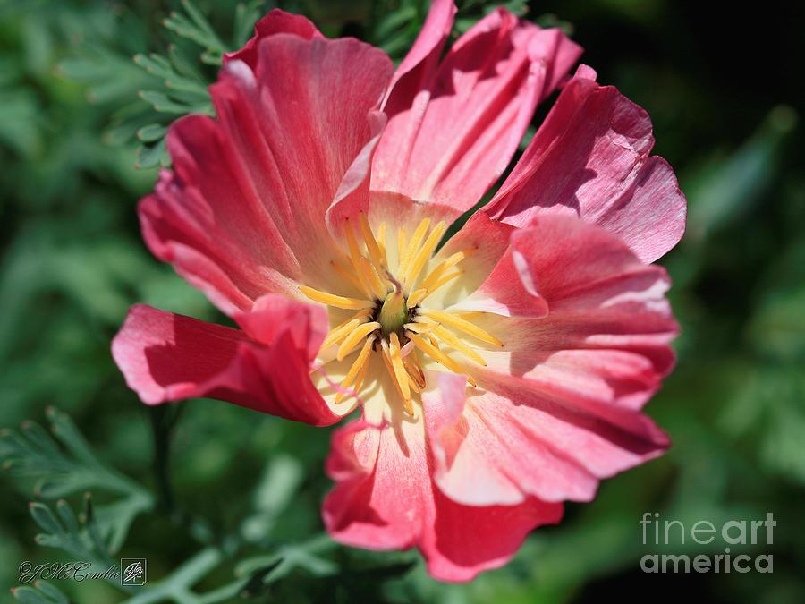 Red and Yellow Thai Silk California Poppy Photograph by J McCombie