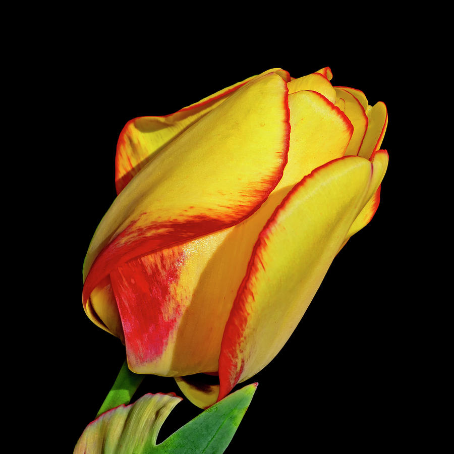 Red And Yellow Tulip 002 Photograph by George Bostian