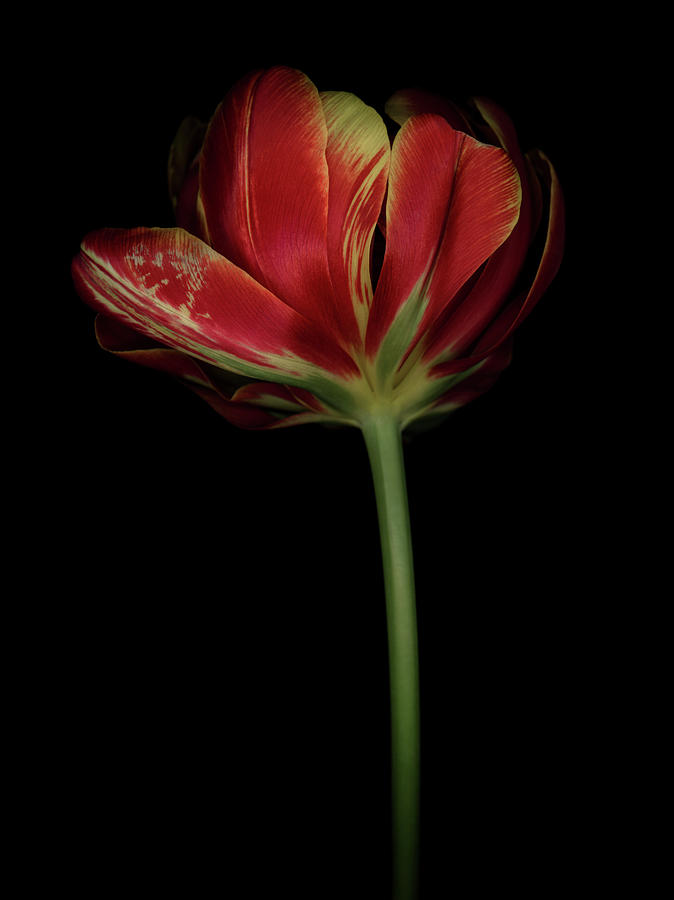 Red and Yellow Tulip 2 Photograph by Oscar Gutierrez