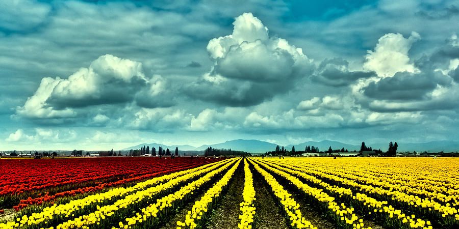 Red and Yellow Tulip Fields Photograph by David Patterson