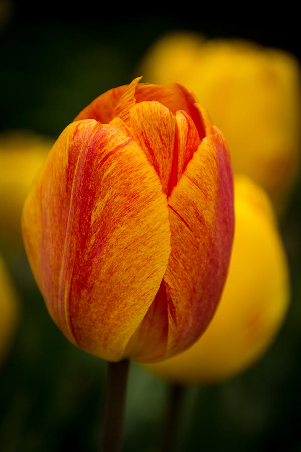 Red and Yellow Tulip Photograph by Jay Stockhaus