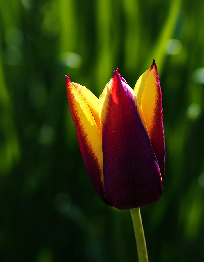 Red and Yellow Tulip Photograph by Keith Smith | Fine Art America
