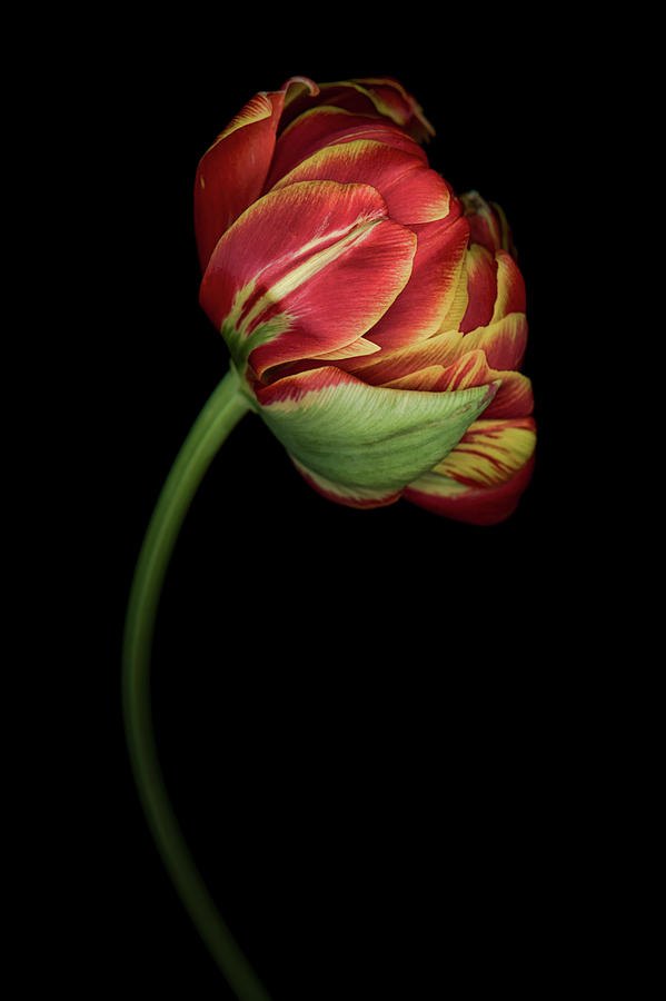 Red and Yellow Tulip Photograph by Oscar Gutierrez