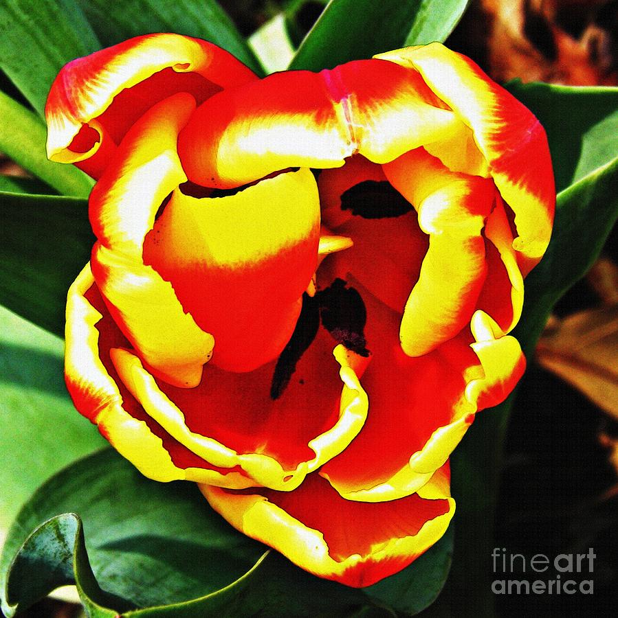Tulip Photograph - Red and Yellow Tulip by Sarah Loft