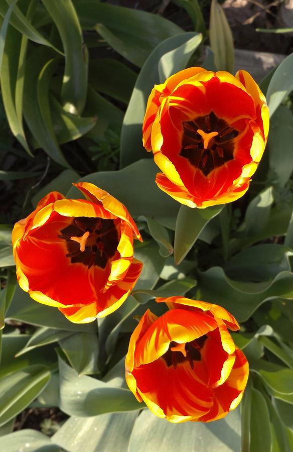 Red and Yellow Tulip Trio Spring Indiana Photograph by Rory Cubel ...