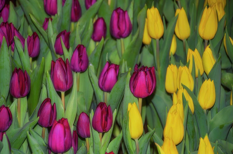 Red and Yellow Tulips Photograph by Bill Cannon