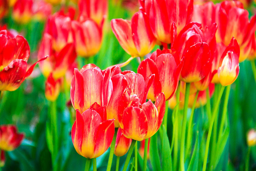Red and Yellow Tulips in Spring Photograph by Joni Eskridge