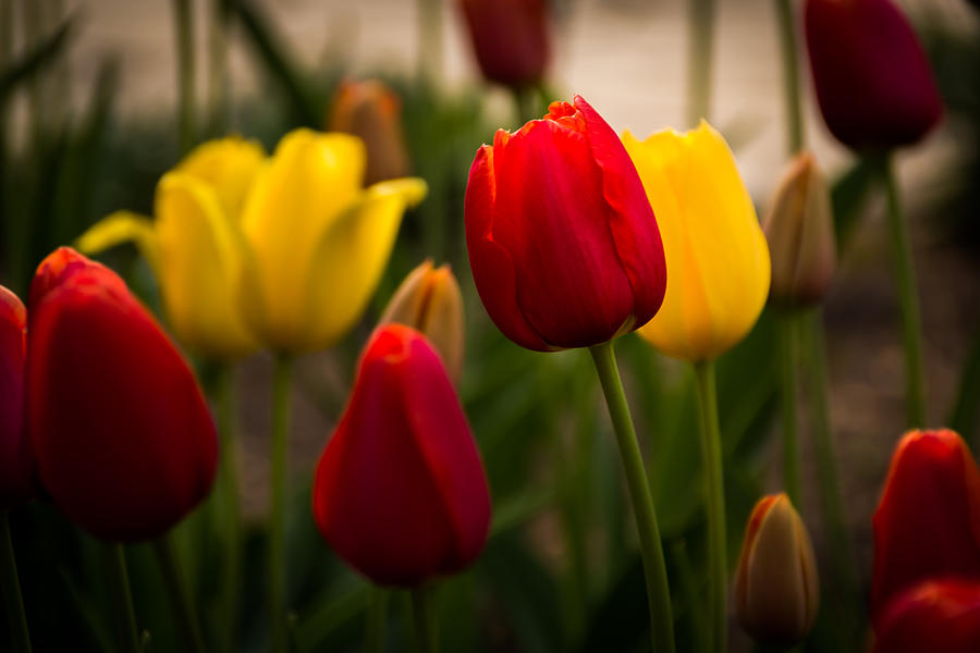 Flower Photograph - Red and Yellow Tulips by Jay Stockhaus