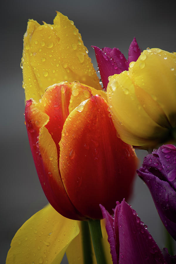 Red and Yellow Tulips by Ken Dietz Red and Yellow Tulips by Ken Dietz