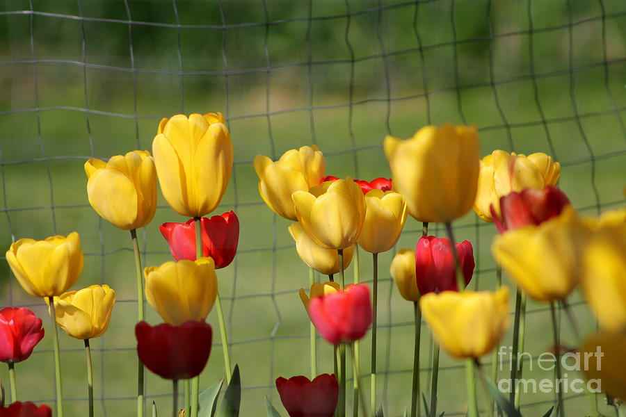 Red and Yellow Tulips Photograph by Leone Lund