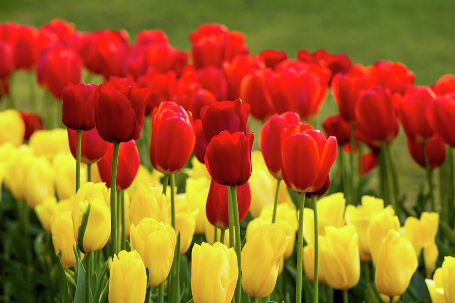 Red and Yellow Tulips Photograph by Mary Jo Allen