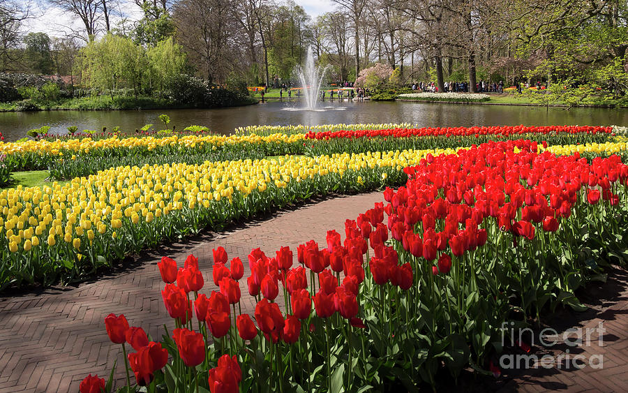 Red and yellow tulips on the river bank in Keukenhof Gardens Photograph by Louise Heusinkveld
