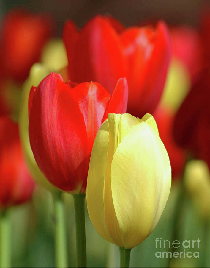 Red and Yellow Tulips Photograph by Robert Suggs
