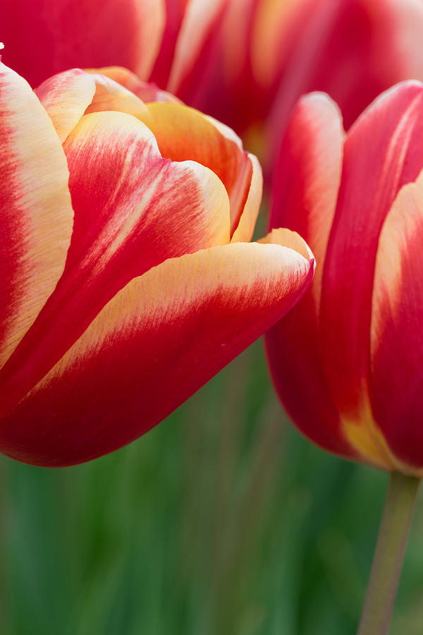 Red and Yellow Tulips Photograph by Thomas Hall