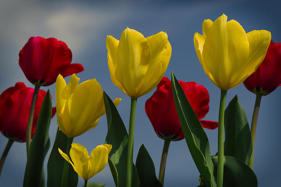 Red And Yellow Tulips Photograph