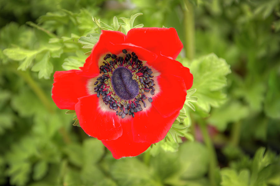 Red Anemone 0688 Photograph by Kristina Rinell