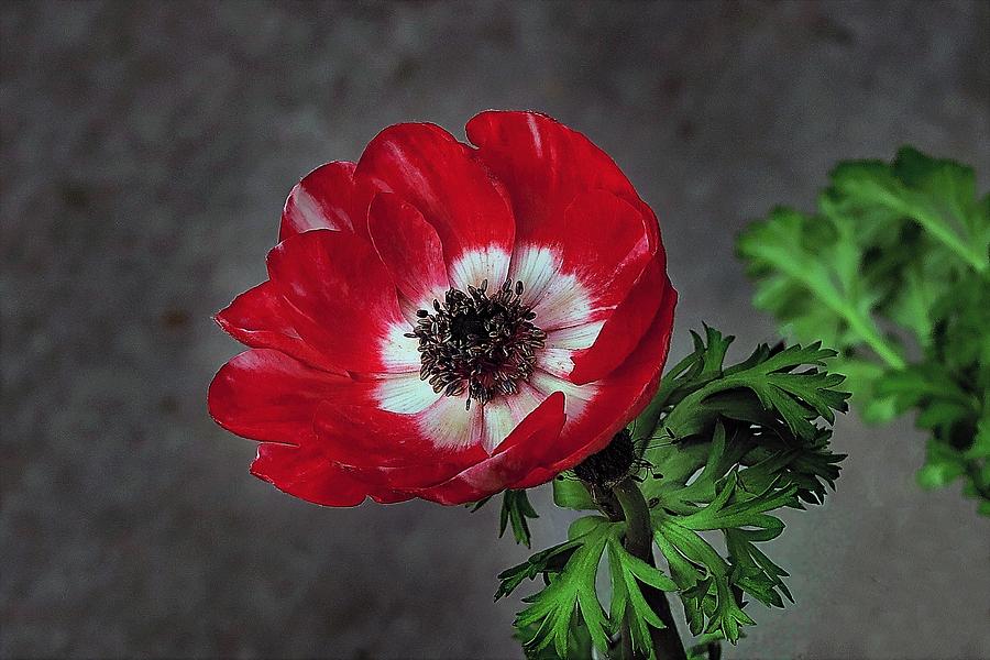 Red Anemone 1 Photograph by Hazel Vaughn
