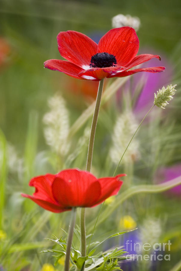 Red Anemone coronaria in nature Photograph by Ofer Zilberstein | Fine ...