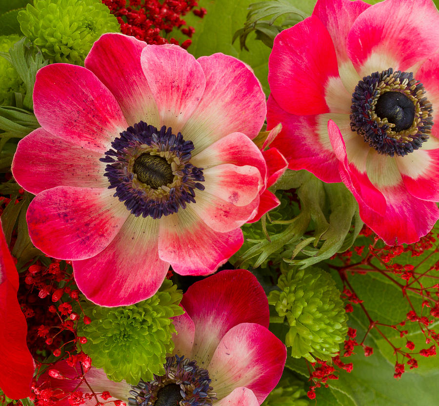 Red  Anemone Flowers Photograph by Anastasy Yarmolovich