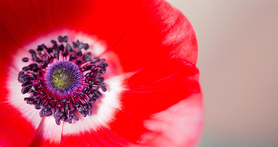 Red Anemone Photograph by Rebecca Cozart