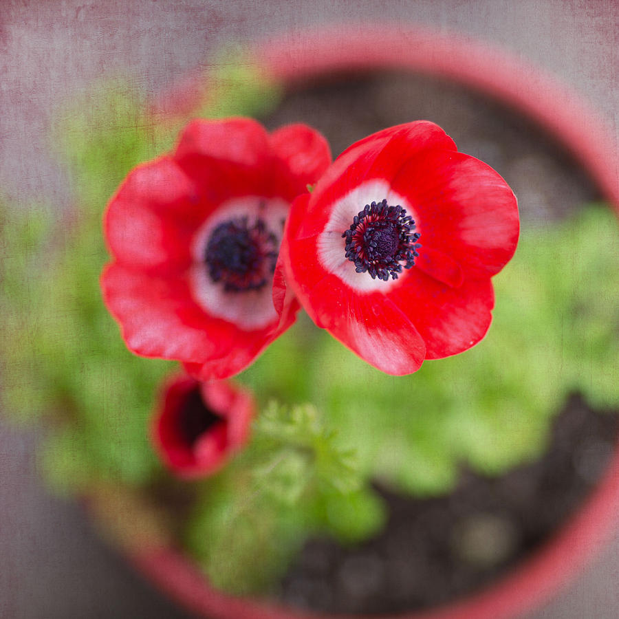 Red Anemones in Pot Photograph by Rebecca Cozart