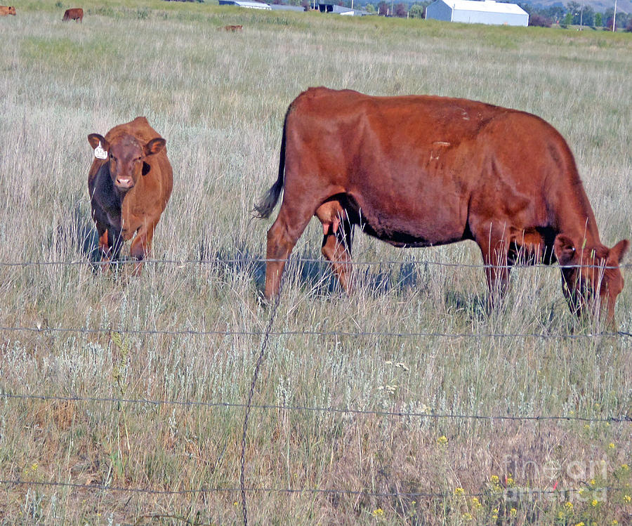 Nature Photograph - Red Angus Cow And Calf by Kay Novy