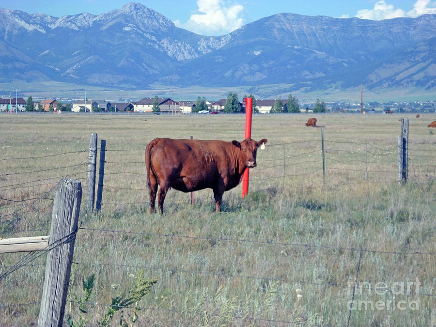 Red Angus Cow Photograph by Kay Novy