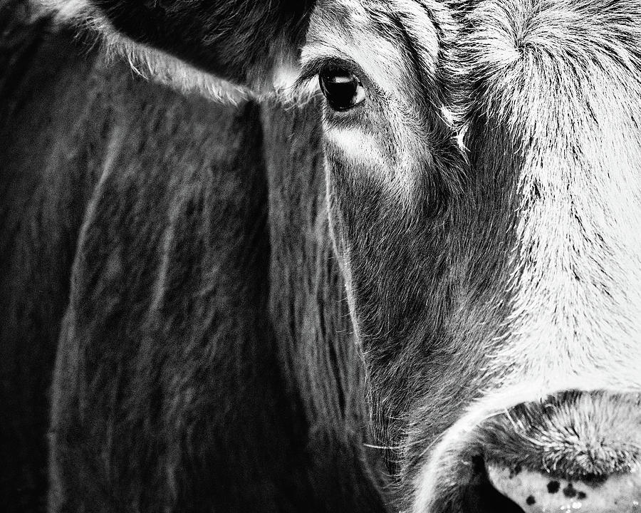 Red Angus In Black And White Photograph