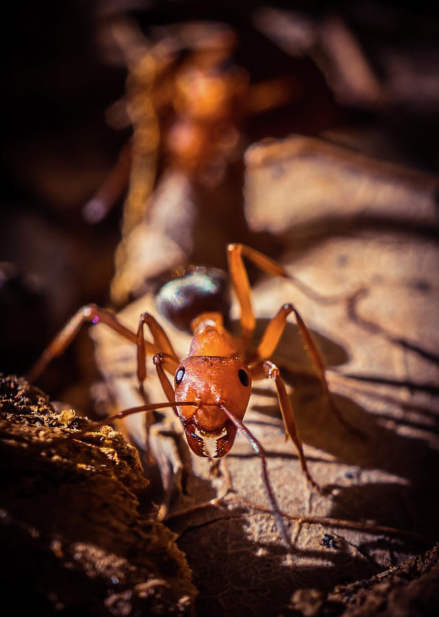 Red ant Photograph by Lilia S