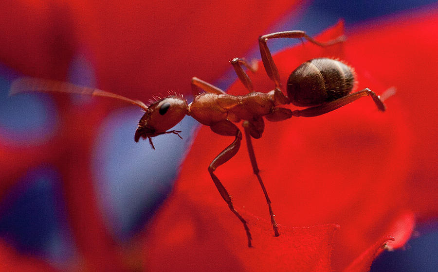 Red Ant Macro Photograph by Jeff Folger