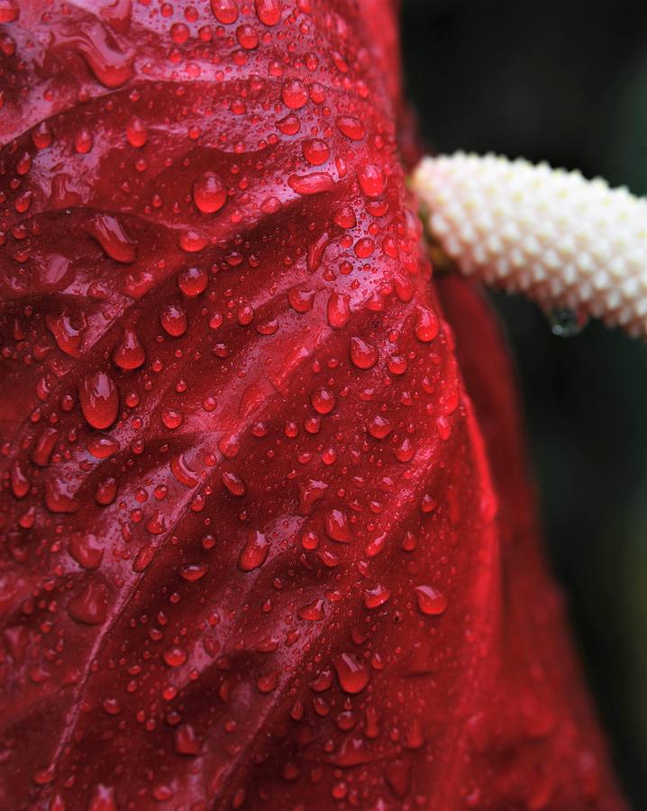 Red Anthurium in the Rain Photograph by Heidi Fickinger