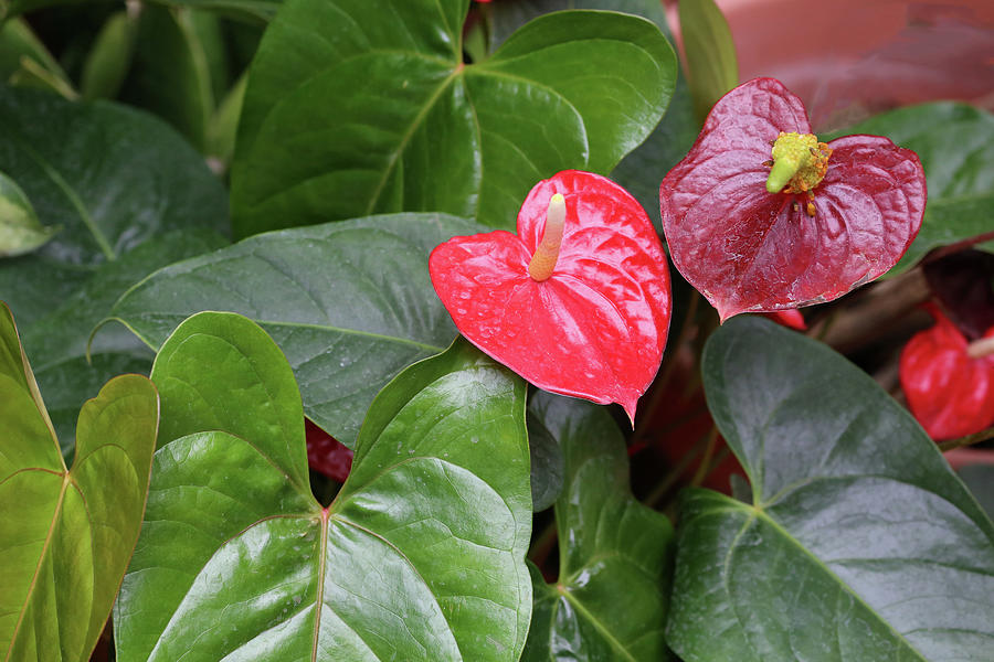 Red Anthurium Dow Gardens 062618 Photograph by Mary Bedy
