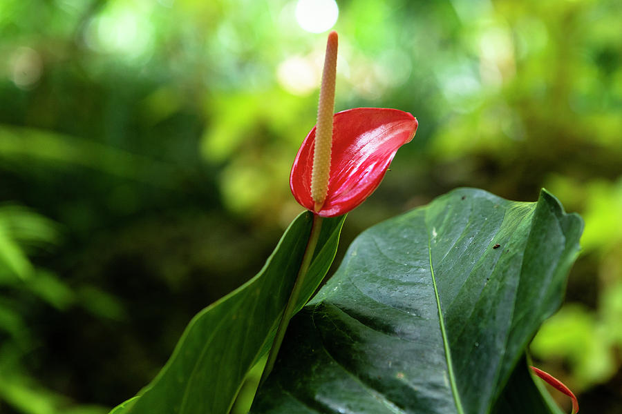 Red Anthurium  Photograph by Jason Hughes