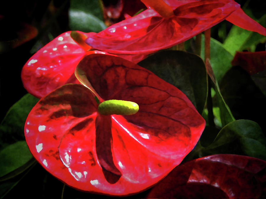 Red Anthurium Spathes Photograph by HH Photography of Florida