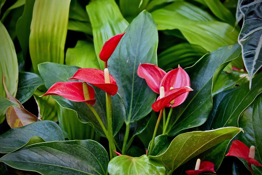Red Anthuriums Photograph by Carol Bradley