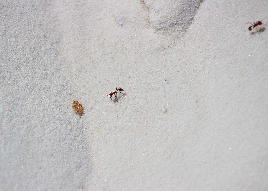 Red Ants in White Sands Photograph by Colleen Cornelius