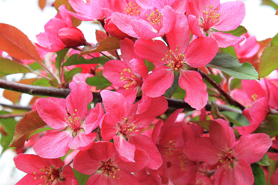 Red Apple Blossoms 2 Photograph by Scott Hovind