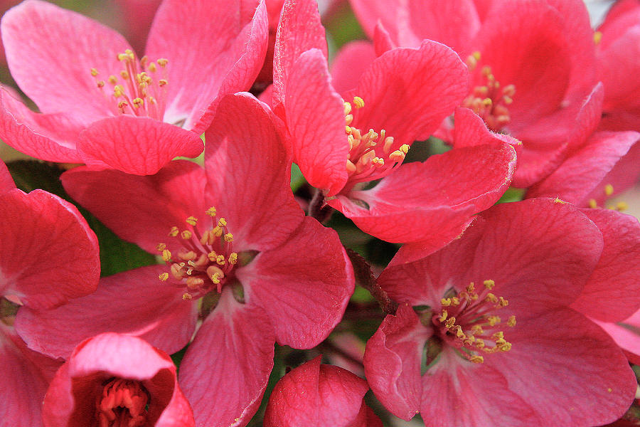 Red Apple Blossoms 3 Photograph by Scott Hovind