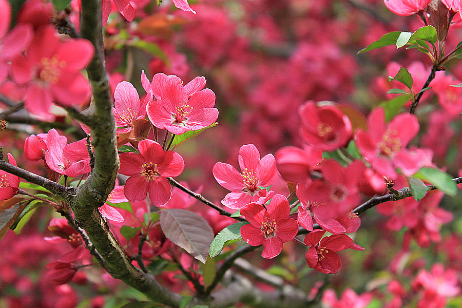 Red Apple Blossoms 4 Photograph by Scott Hovind
