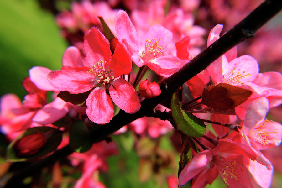 Red Apple Blossoms 5 Photograph by Scott Hovind
