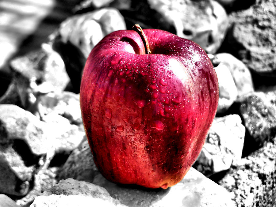Red Apple Photograph - Red Apple by Karen Scovill