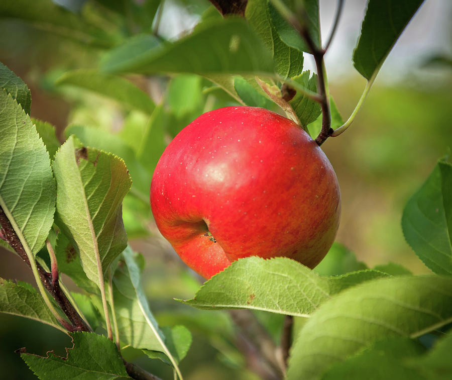 red and green apples tree