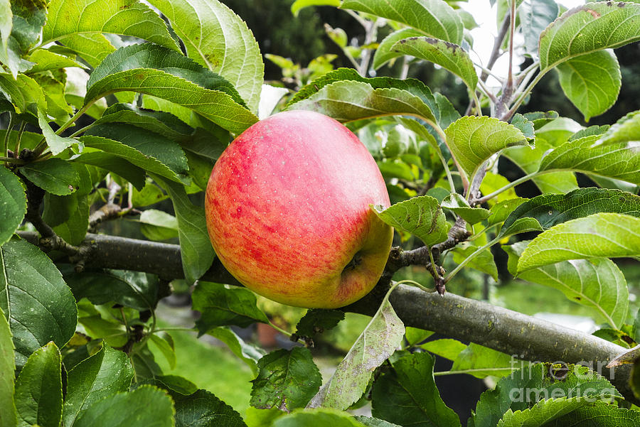 Red Apple on tree Photograph by Perry Van Munster