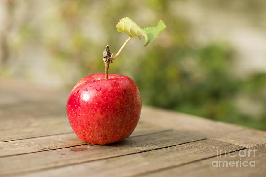 Summer Photograph - Bright red apple by Patricia Hofmeester