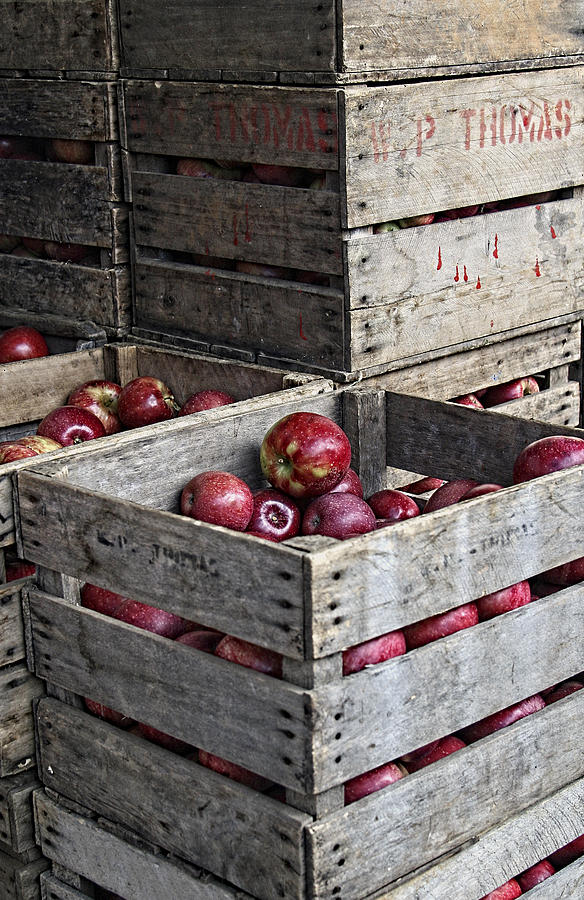 Red Apples in Crates Photograph by Amy Jackson