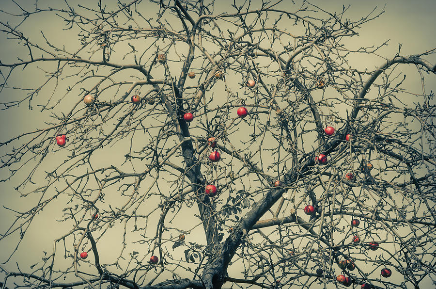 Apple Photograph - Red Apples in Empty Garden by Konstantin Sevostyanov