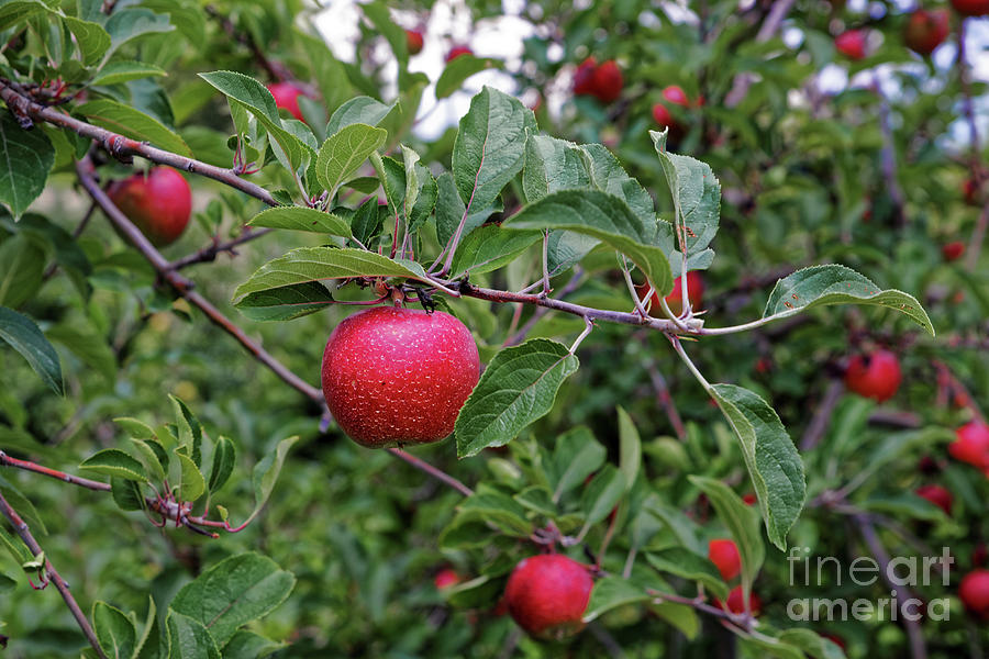 Red Apples Photograph by Paul Mashburn