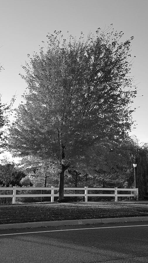 Red Arbor Tree B W Photograph by Rob Hans